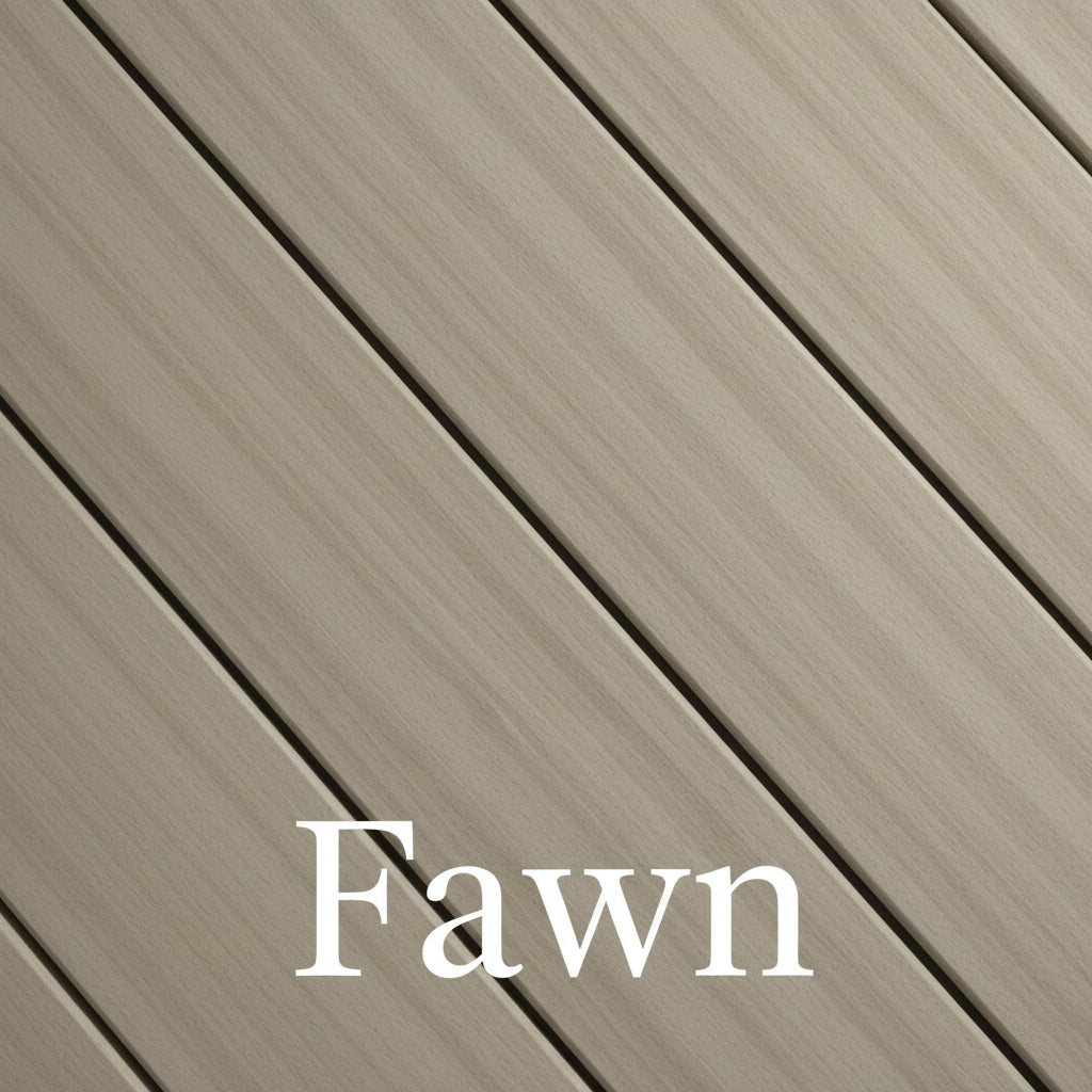 Fawn